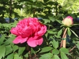 Paeonia