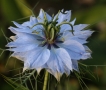 Nigella