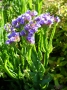 Limonium sinuatum