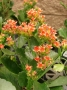 Kalanchoe