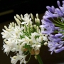 Agapanthus