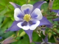 Aquilegia