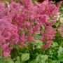 Astilbe