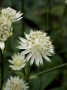 Astrantia major