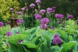 Allium