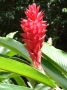 Alpinia