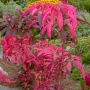 Amaranthus