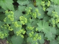 Alchemilla mollis