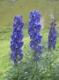 Aconitum napellus