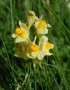 Antirrhinum