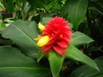 Costus