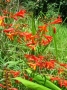 Montbretia