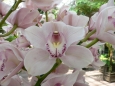 Cymbidium