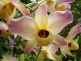 Dendrobium