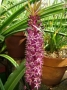 Eucomis