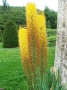 Eremurus