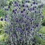 Echinops