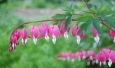 Dicentra spectabilis