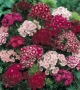 Dianthus barbatus