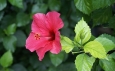 Hibiscus