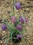 Fritillaria