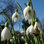 Galanthus