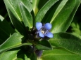 Gentiana