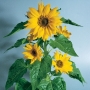 Helianthus