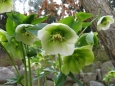 Helleborus