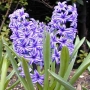 Hyacinthus