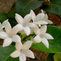 Stephanotis