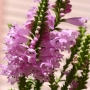 Physostegia