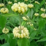 Phlomis