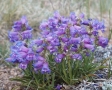 Penstemon