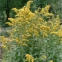 Solidago