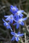 Scilla