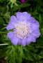 Scabiosa