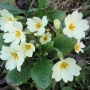 Primula