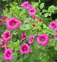 Malope