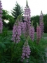 Lupinus