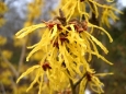 Hamamelis