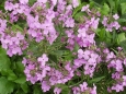 Hesperis matronalis