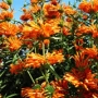 Leonotis leonurus