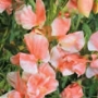 Lathyrus odoratus