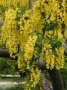 Laburnum