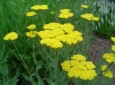 Achillea filipendulina