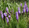 Liatris Spicata