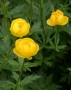 Trollius