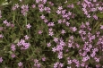 Saponaria