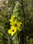 Verbascum